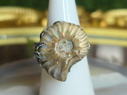 Ammonite Ring A