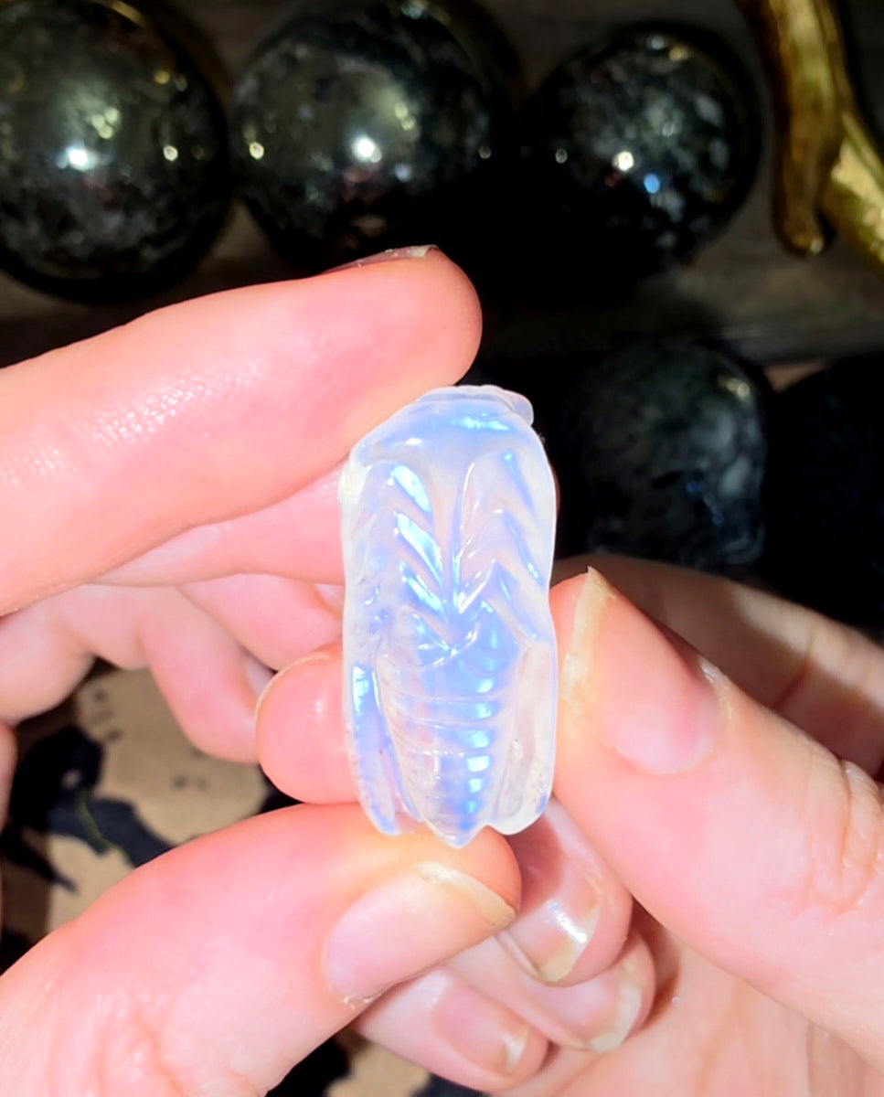 Rainbow Moonstone Cicada A