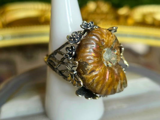 Ammonite Ring B