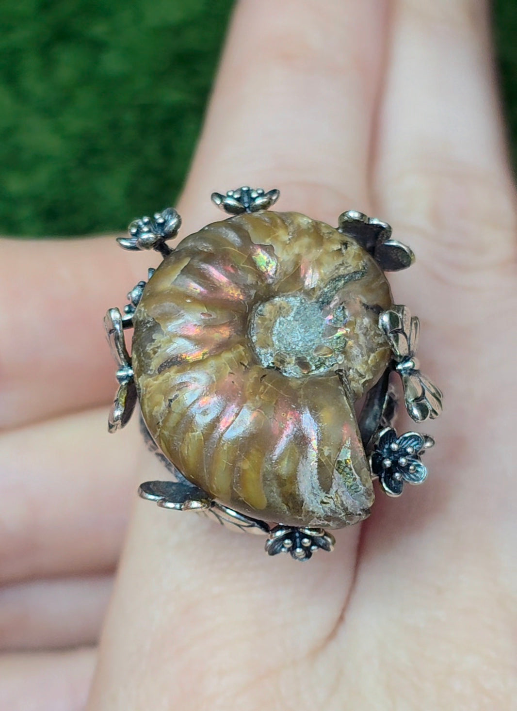 Ammonite Ring B