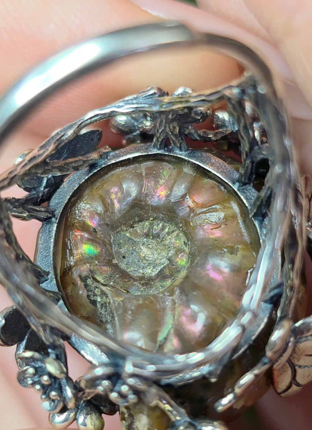 Ammonite Ring B