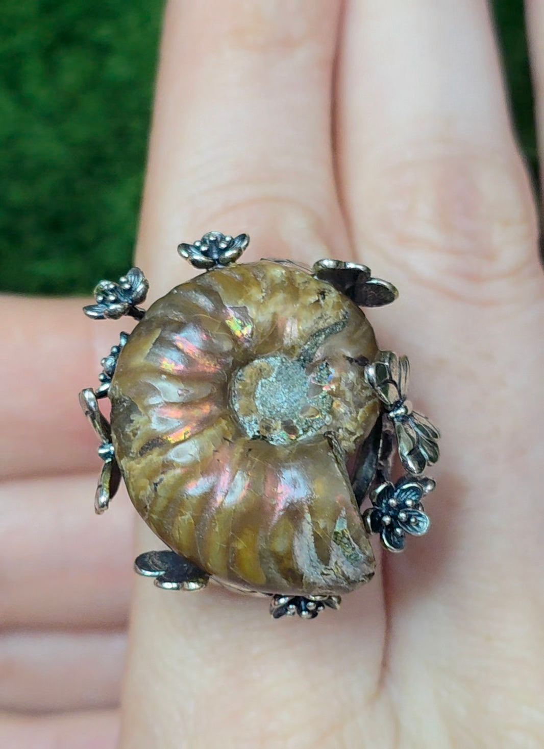 Ammonite Ring B